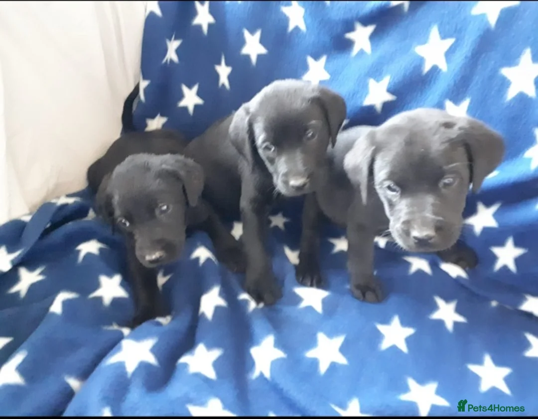 Labrador Retriever dogs for stud: Stud duties  (PROVEN) in Hengoed - Advert 9