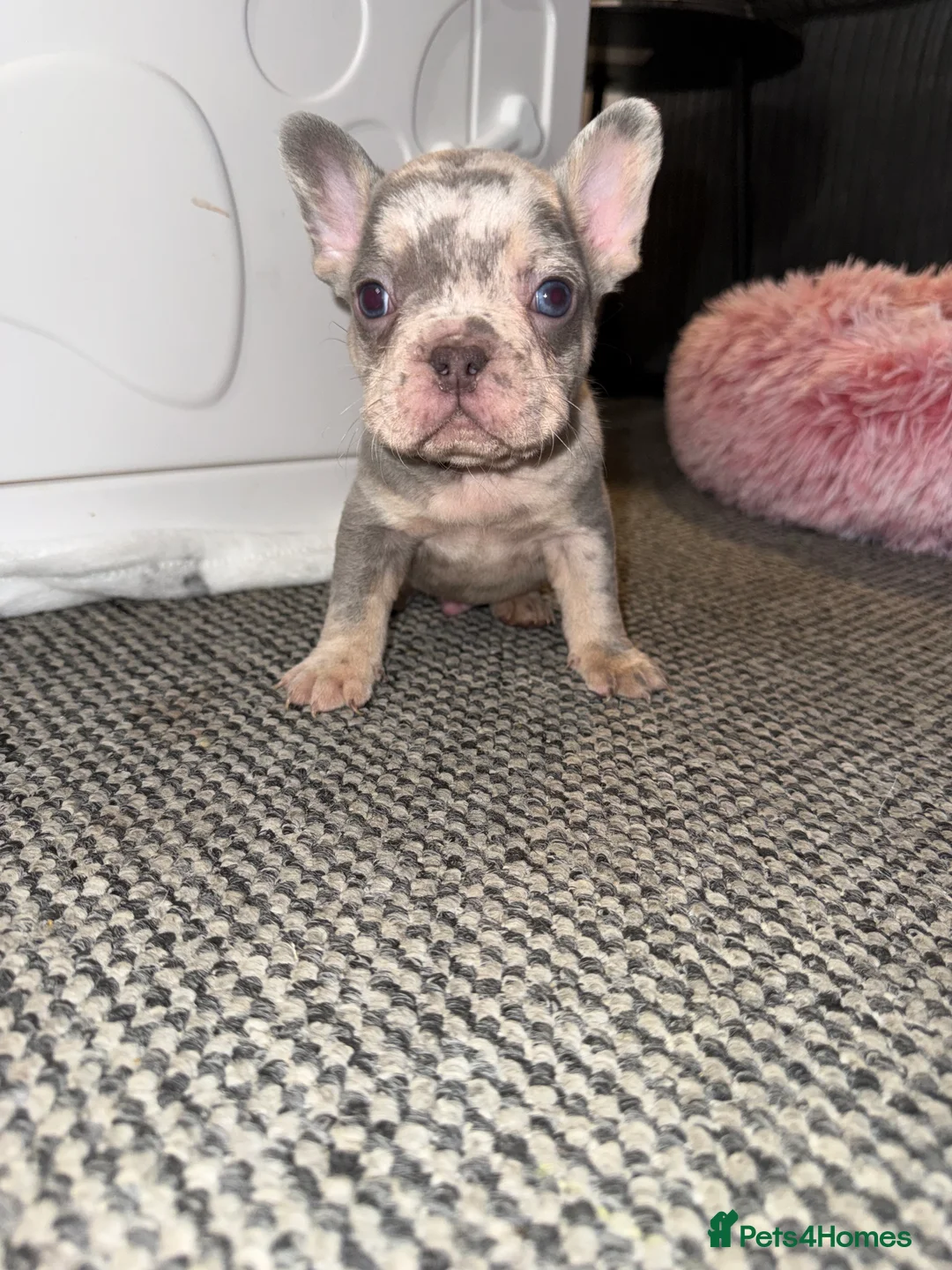 French Bulldog dogs for sale: ✨French Bulldog Puppies for sale✨ - Advert 4