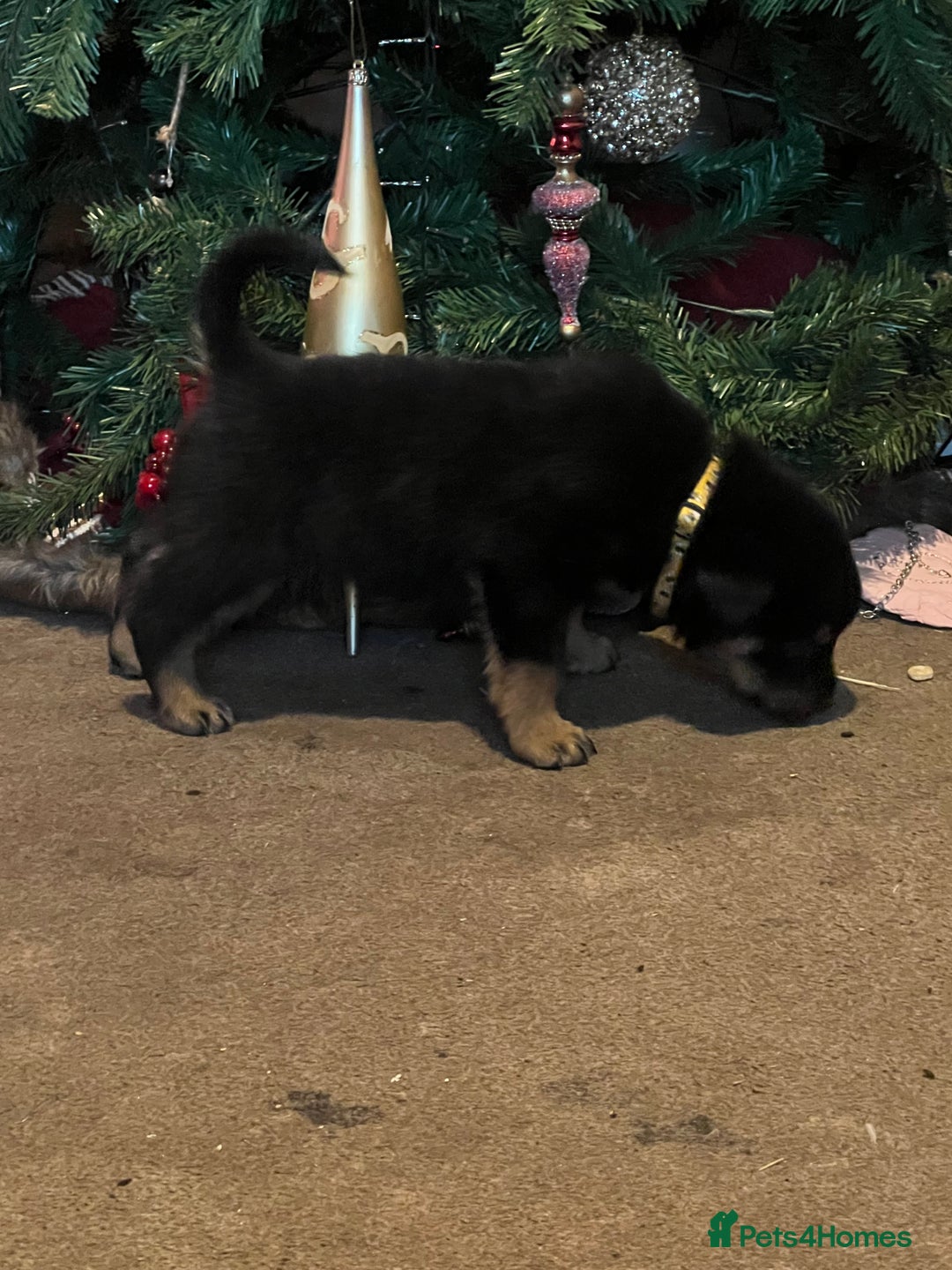 Rottweiler dogs for sale: Rottie puppies - Advert 6