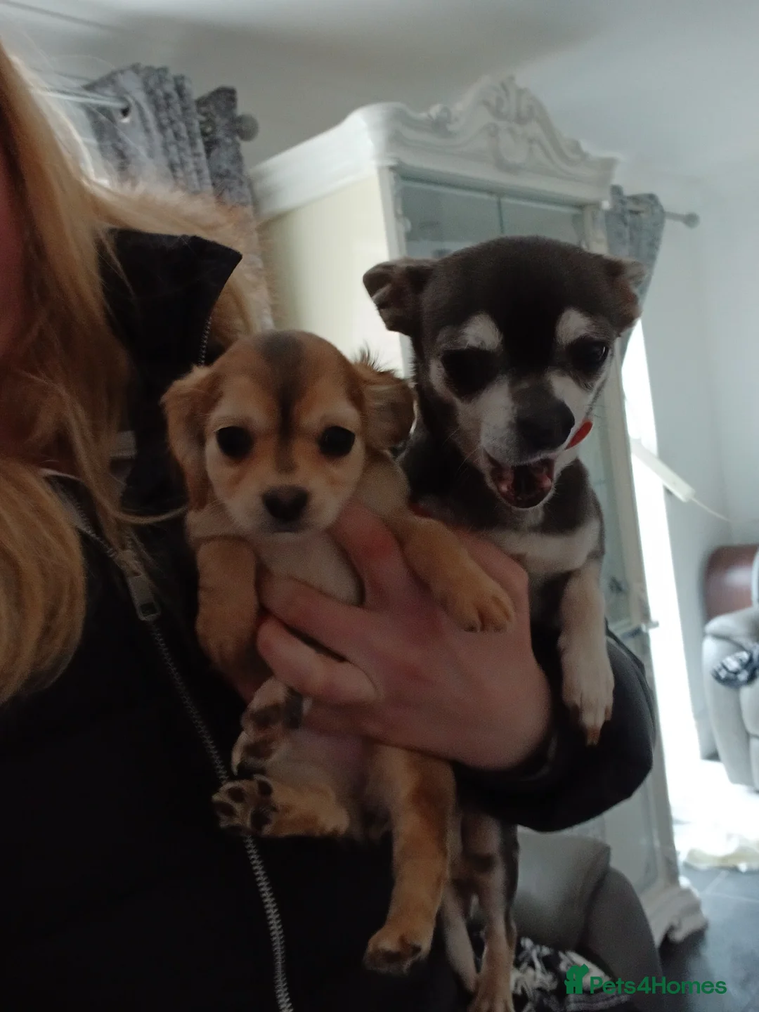 Mixed Breed dogs for sale: 3 female puppies Chihuahua x cocker - Advert 6