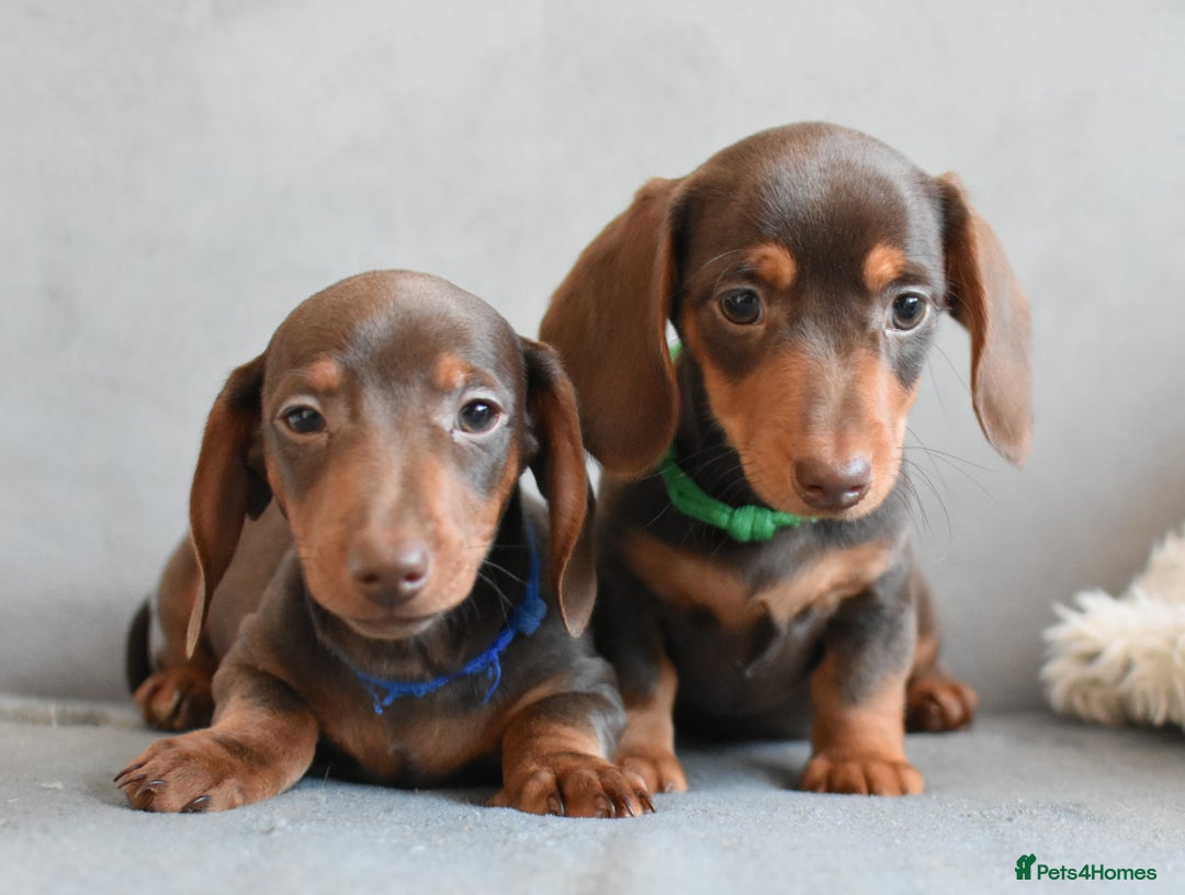 Miniature Dachshund dogs for sale: Miniature Dachshund Boys **READY NOW** - Image 5