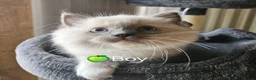 Ragdoll cats for stud: HANDSOME BOY-BLUE MITTED GCCF /TICA  AVALIABLE  - Advert 7