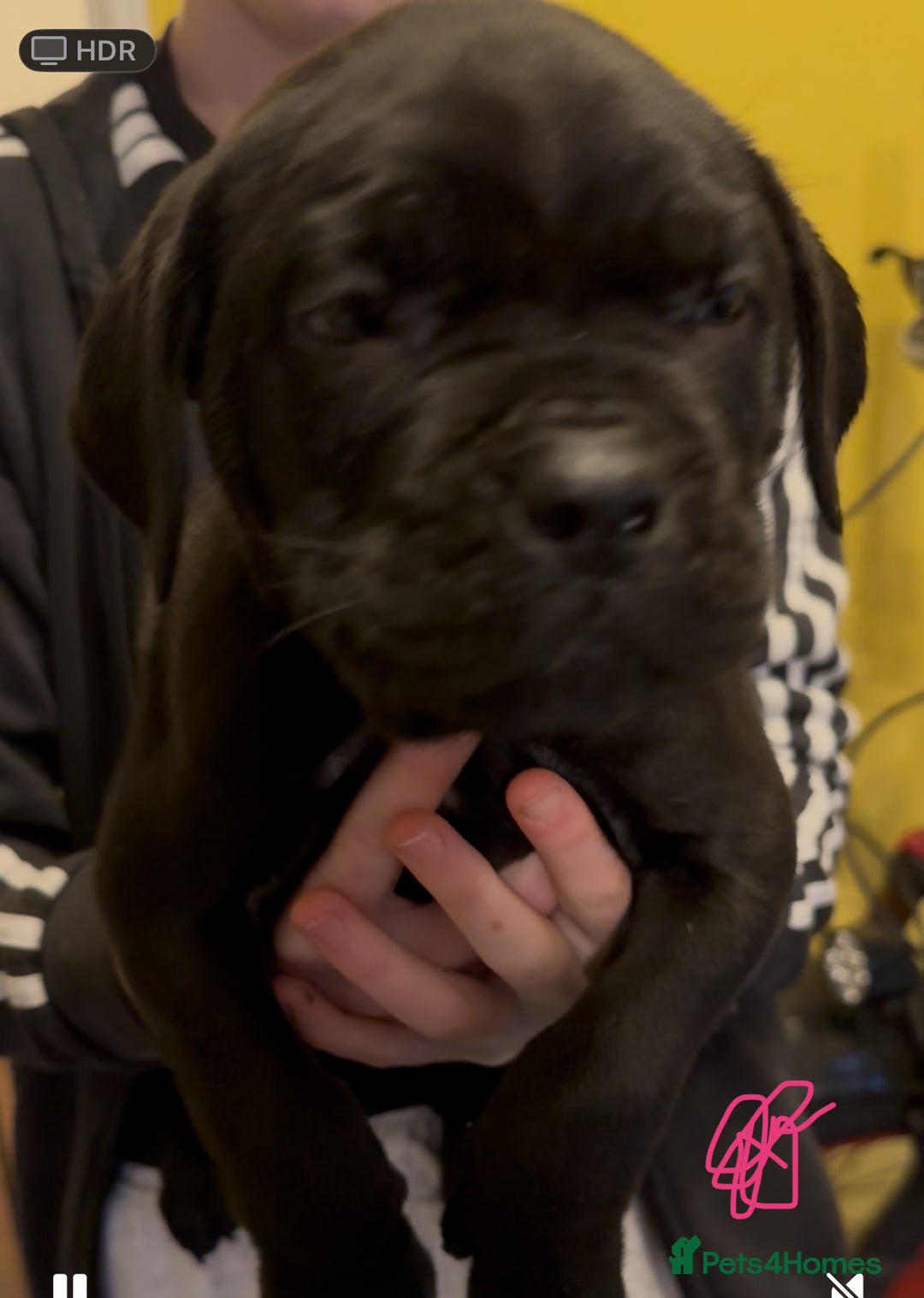 Cane Corso dogs for sale: Cane Corse Puppies - Advert 9
