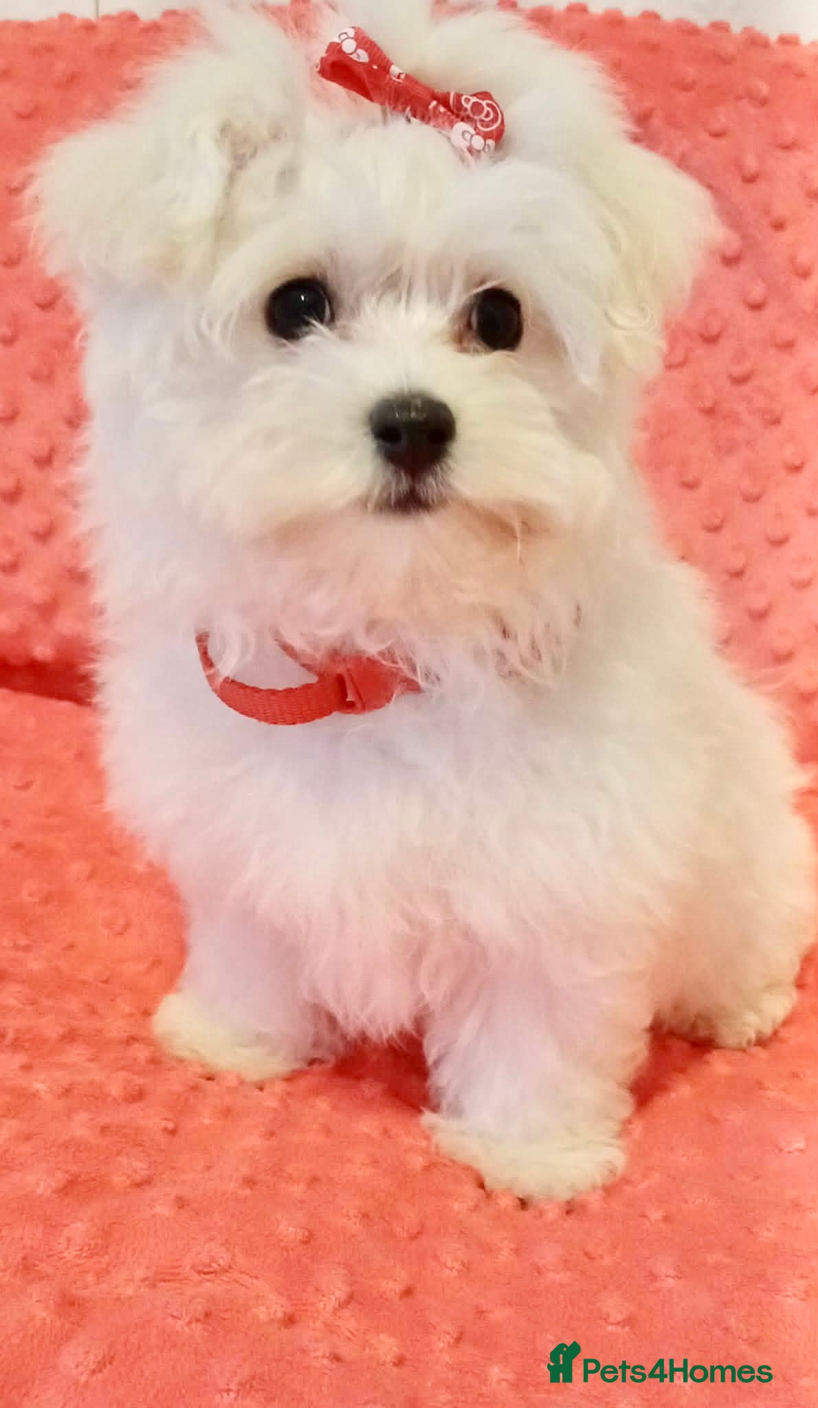 Maltese dogs Maltese Puppy boy.Ready today - Advert 13