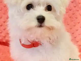 Maltese dogs Maltese Puppy boy.Ready today - Advert 13