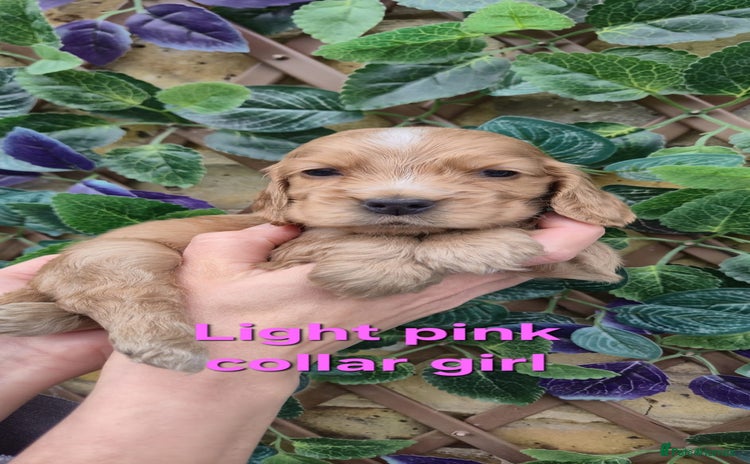 Cocker Spaniel dogs Superb show type cocker spaniel puppies.  - Advert 14