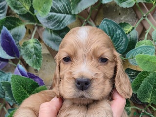 Cocker Spaniel dogs Superb show type cocker spaniel puppies. - Advert 3