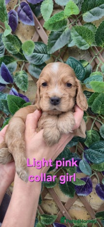 Cocker Spaniel dogs Superb show type cocker spaniel puppies. - Advert 4