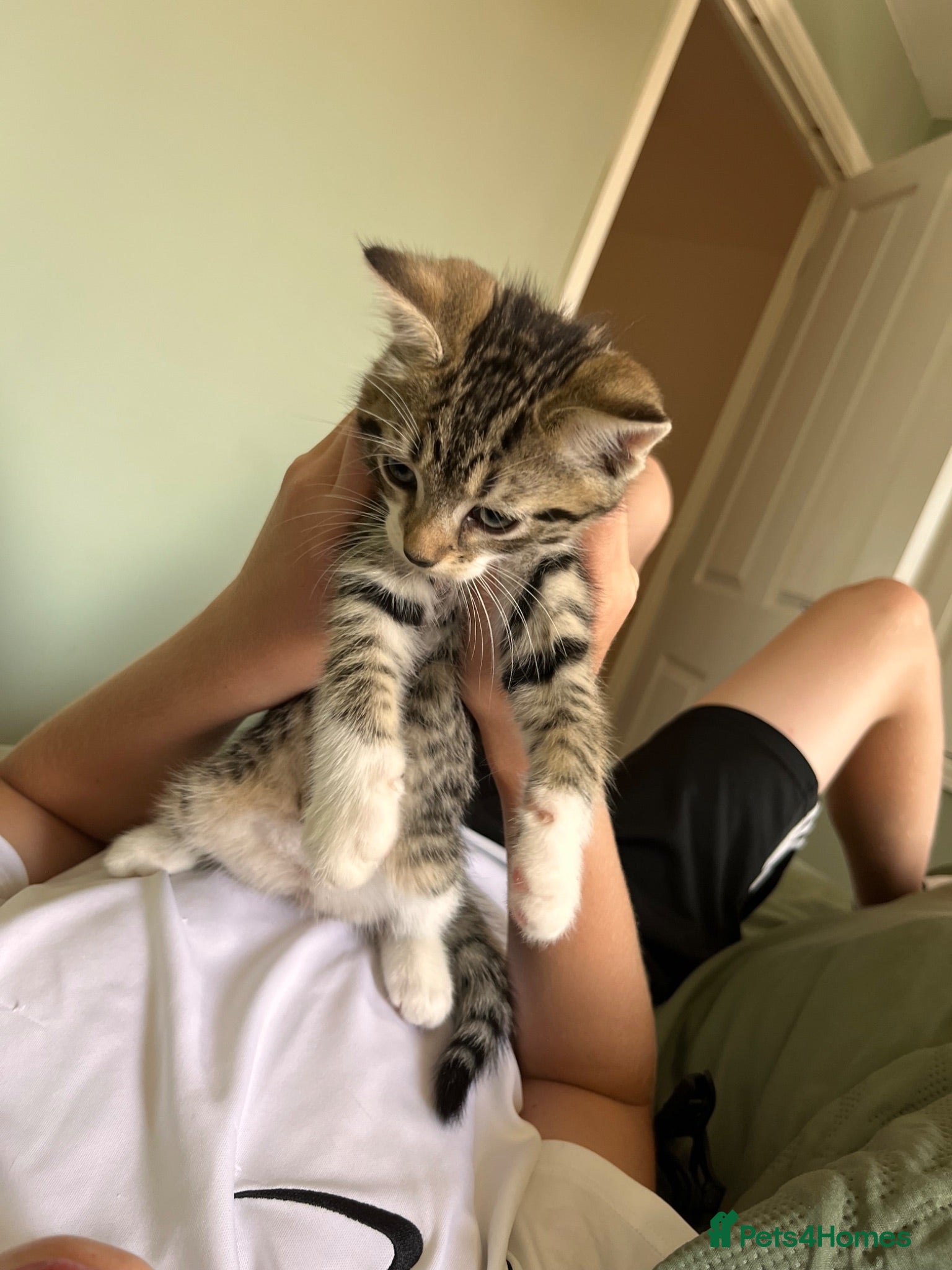 Mixed Breed cats I’m ready for a new home!! - Advert 1