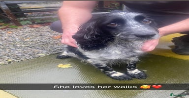 Cockapoo dogs Beautiful F1 cockapoo ready 1 boy 1 girl left  - Advert 13