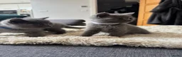 British Shorthair cats for sale: 5 British Shorthair Kittens 🐈‍⬛  - Advert 8