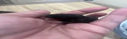 Rat rodents for sale: Baby Dumbo Rats - Advert 19