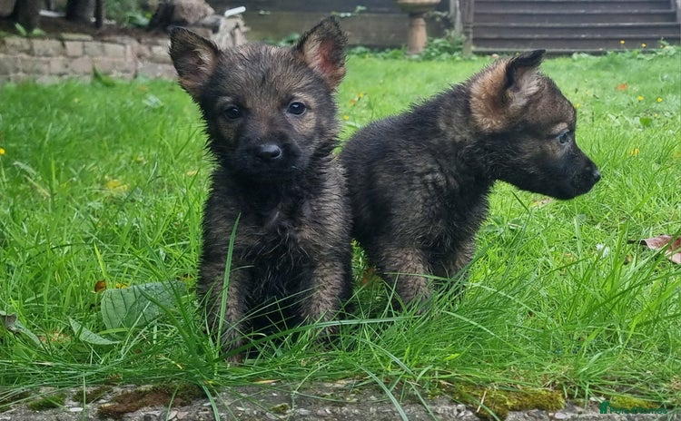 German Shepherd dogs - Advert 3