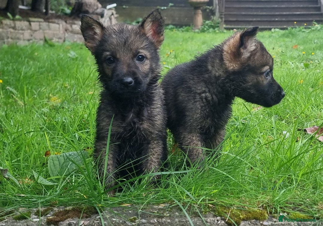 German Shepherd dogs for sale: German Shepherd Puppies - Image 1