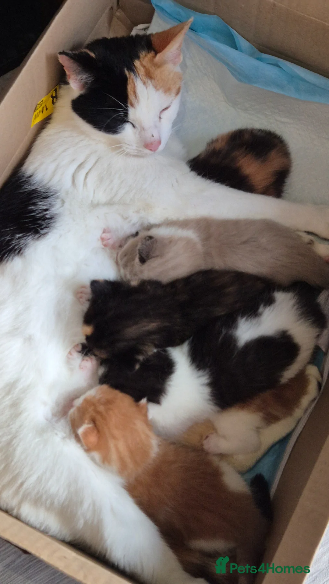 Mixed Breed cats for sale: ✨ Beautiful Kittens Looking for Loving Homes ✨ - Advert 1