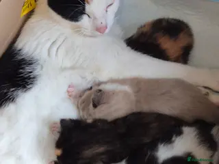 Mixed Breed cats ✨ Beautiful Kittens Looking for Loving Homes ✨ - Advert 1