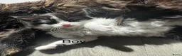 Mixed Breed cats for sale: 2 male kittens  - Advert 3