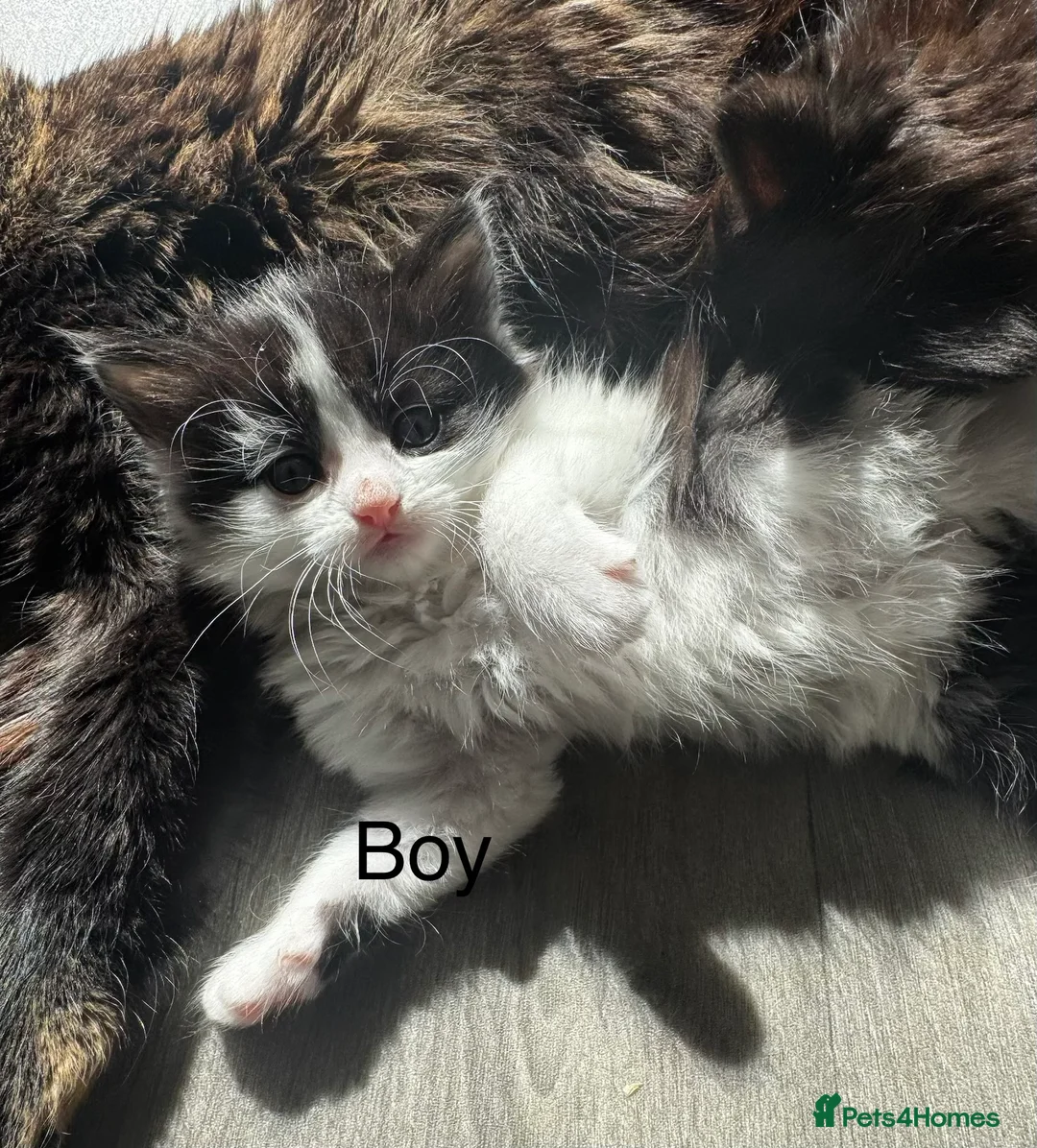 Mixed Breed cats for sale: 2 male kittens  - Advert 3