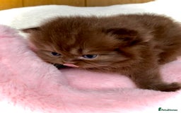British Longhair cats for sale: Excellent show class kittens  - Image 1