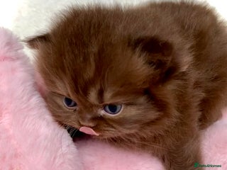 British Longhair cats - Advert 10