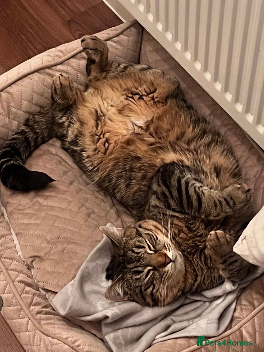 Domestic Shorthair cats for sale: Looking for a new family for Simba❤️ - Advert 3