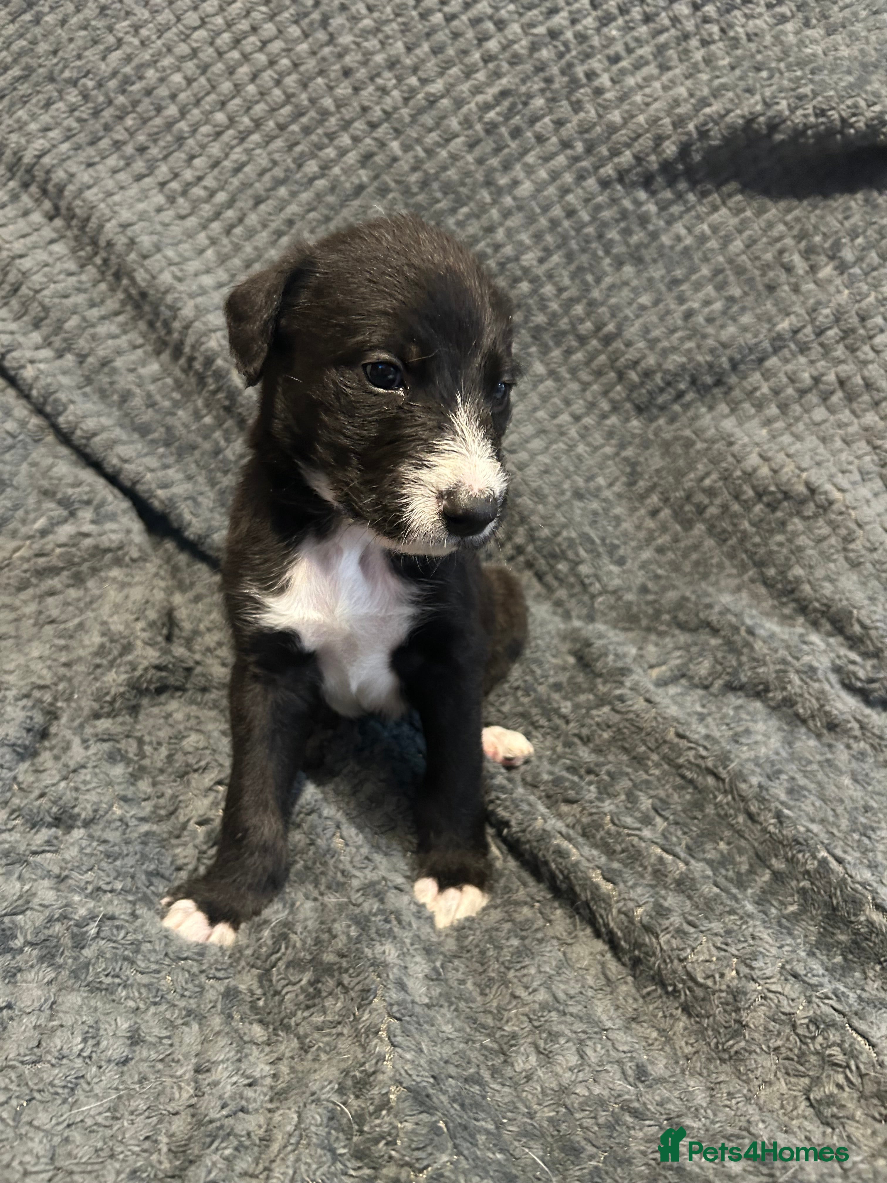 Lurcher dogs for sale: Bedlington Whippet x Greyhound Lurcher Puppies - Advert 2