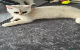 Scottish Fold cats for sale: elite purebred friendly Scottish Fold and Straight - Image 15