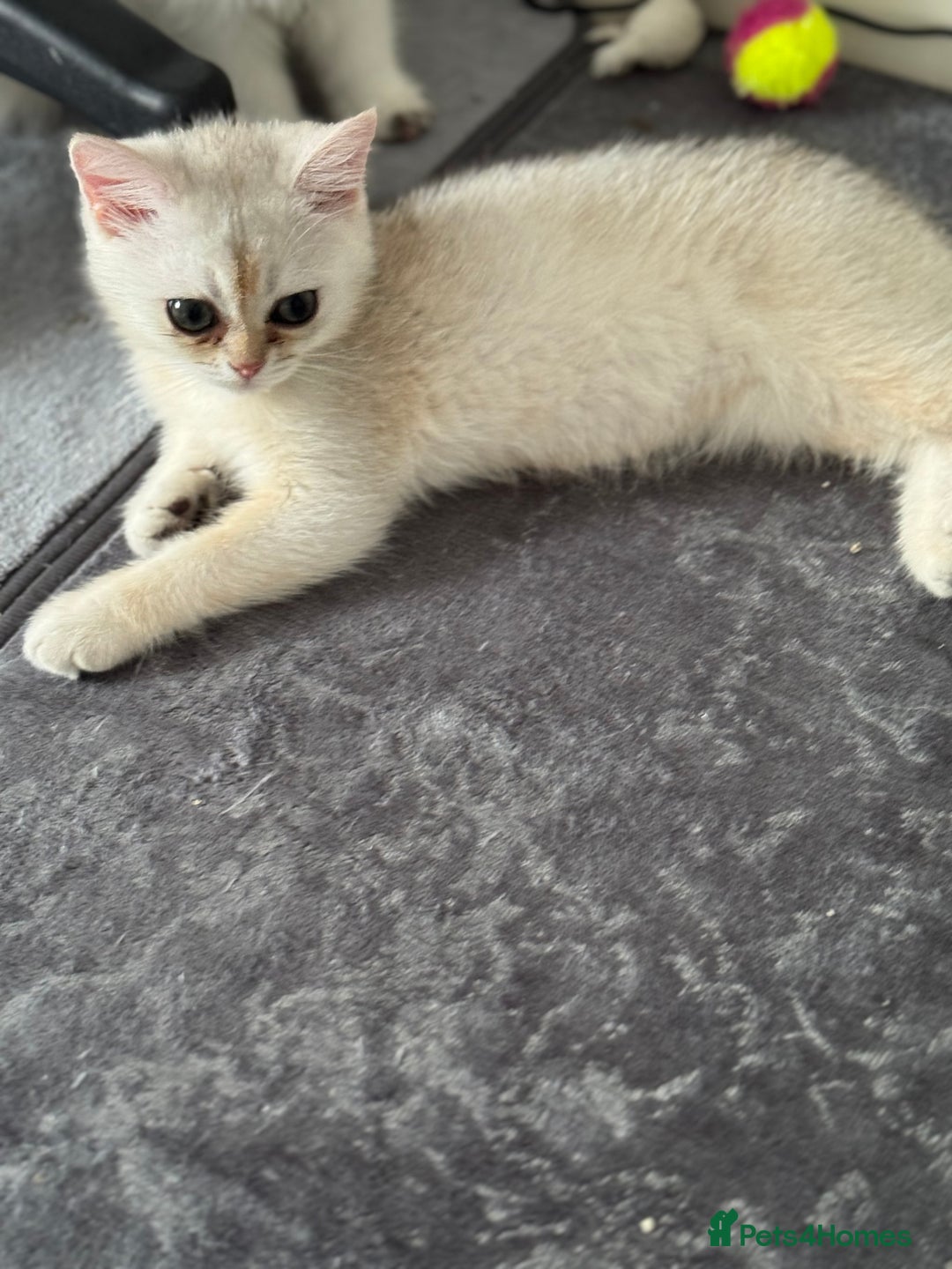 Scottish Fold cats for sale: elite purebred friendly Scottish Fold and Straight - Image 15