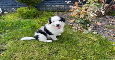 Border Collie dogs - Advert 4