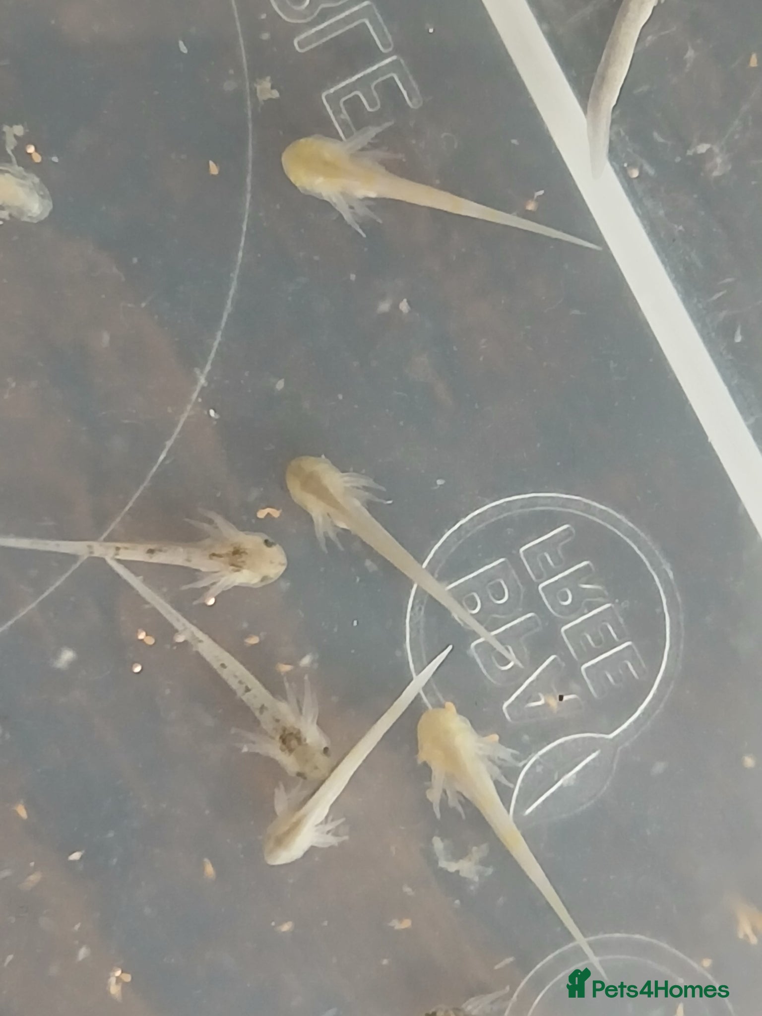Axolotl reptiles Axolotl eggs (started hatching) - Advert 6