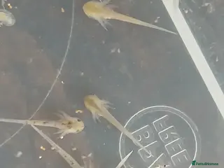 Axolotl reptiles Axolotl eggs (started hatching) - Advert 6