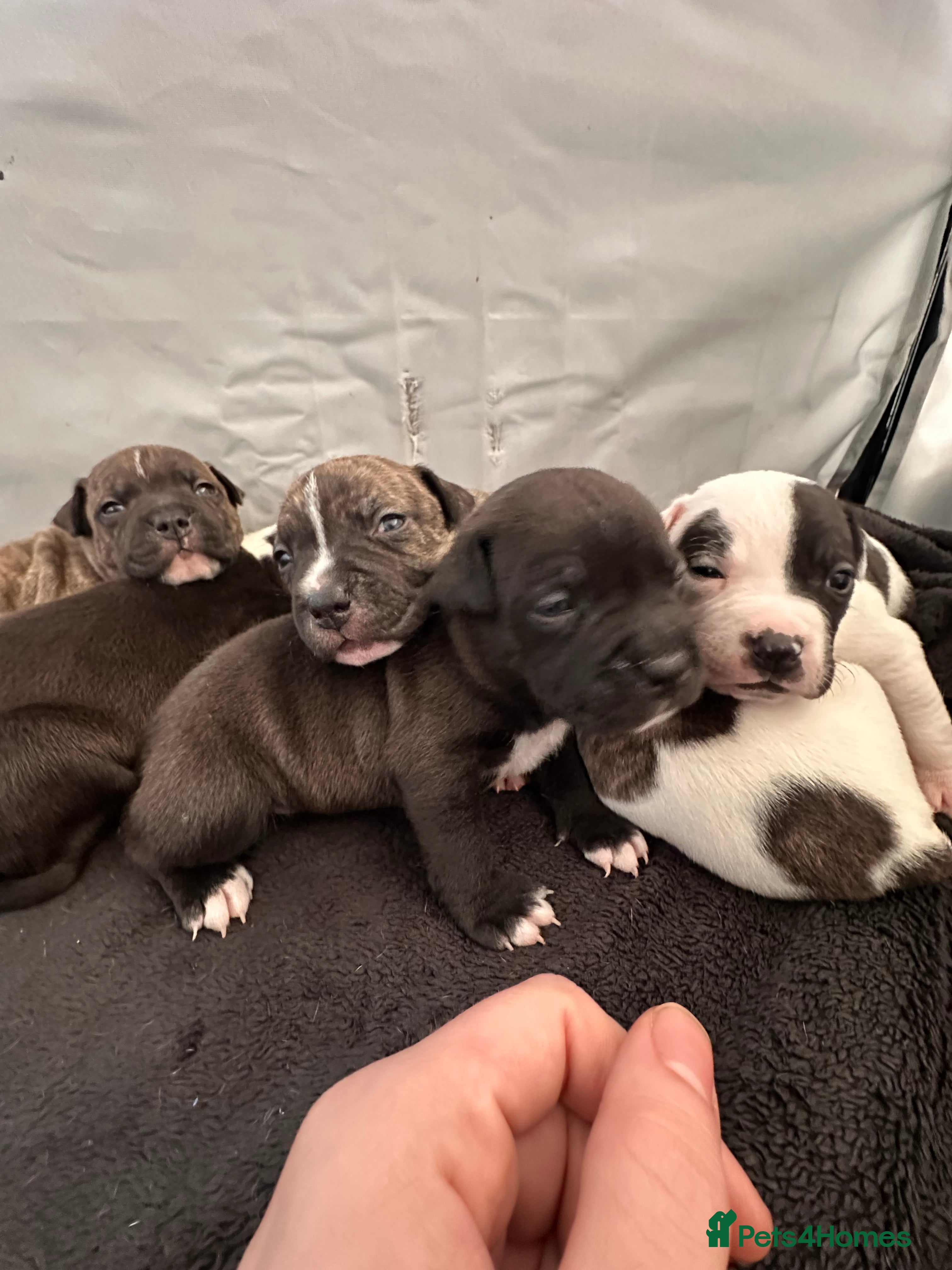 Staffordshire Bull Terrier dogs 6 beautiful Staffordshire bull terrier puppies - Advert 14