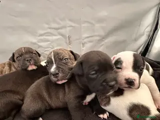 Staffordshire Bull Terrier dogs 6 beautiful Staffordshire bull terrier puppies - Advert 14