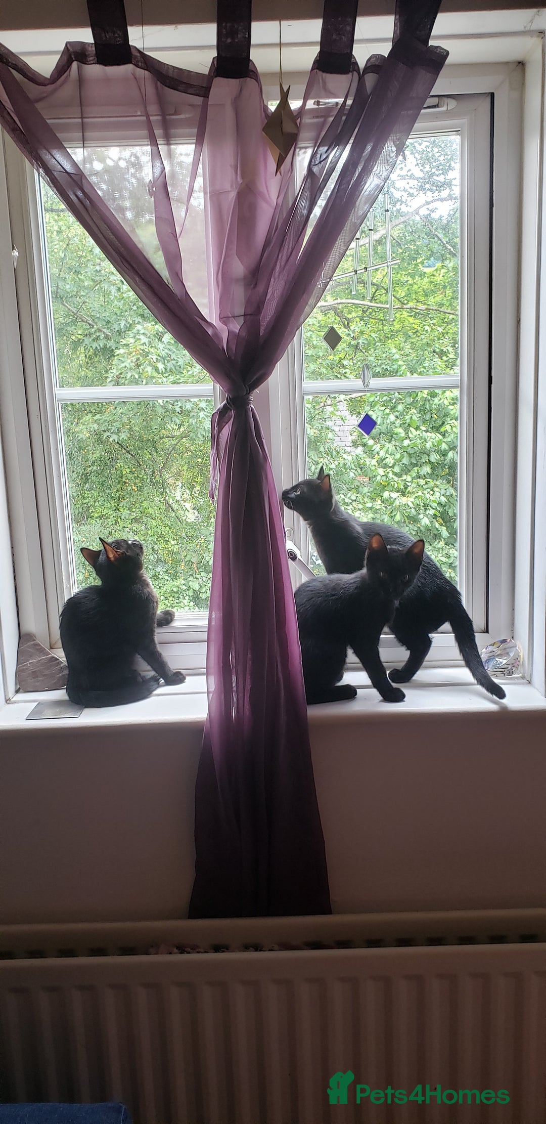 Domestic Shorthair cats for sale:  Bob, The Kitten - Image 8