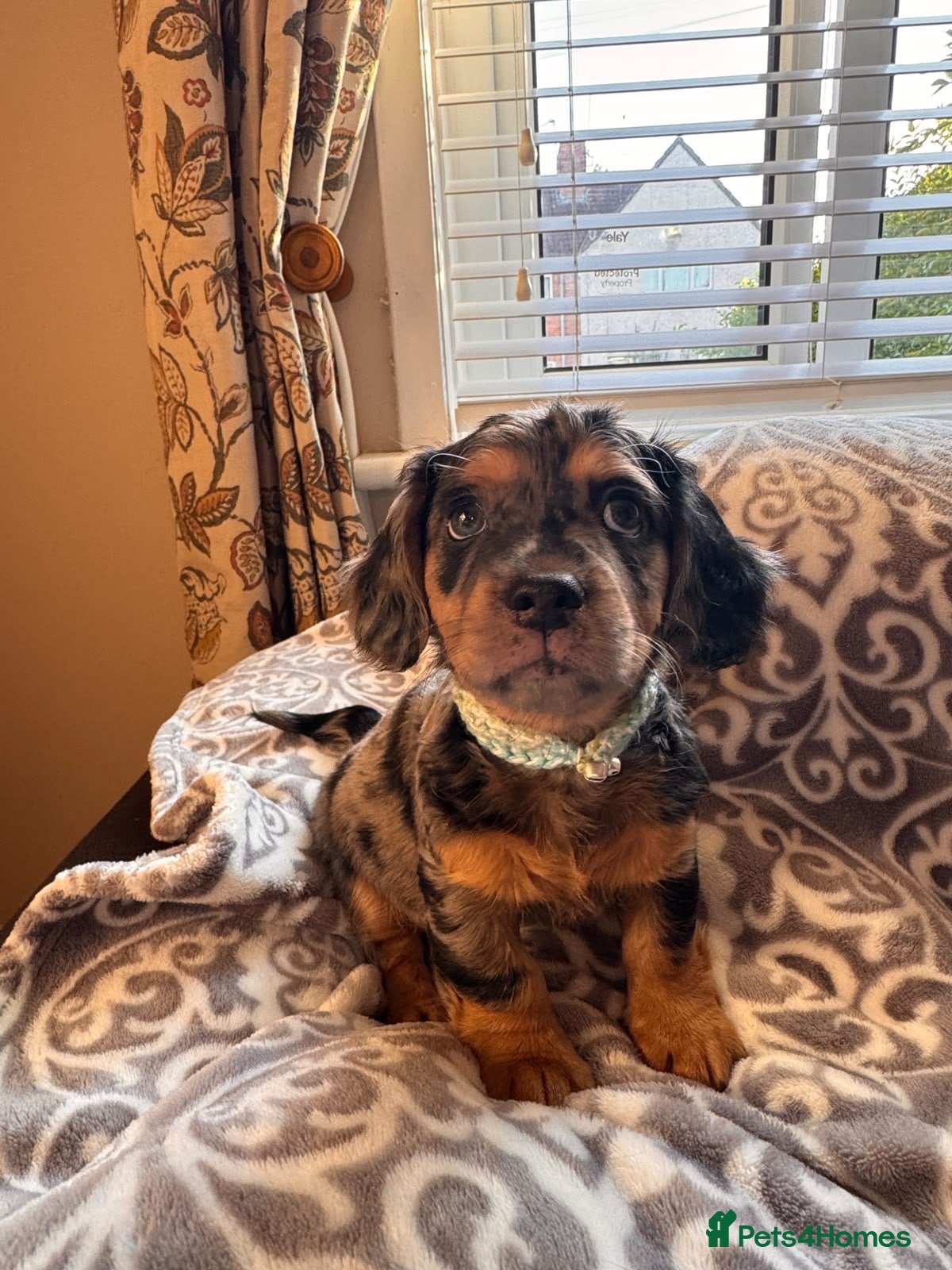 Mixed Breed dogs Daschund X Frenchie Only 2 left! - Advert 17