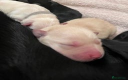 Labrador Retriever dogs for sale: Lucy's Puppies have arrived! - Image 7