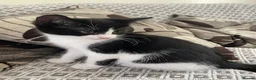 Mixed Breed cats for sale: Two beautiful black & white female kittens - Advert 23