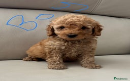 Toy Poodle dogs for sale: Toy poodles puppies - Image 6