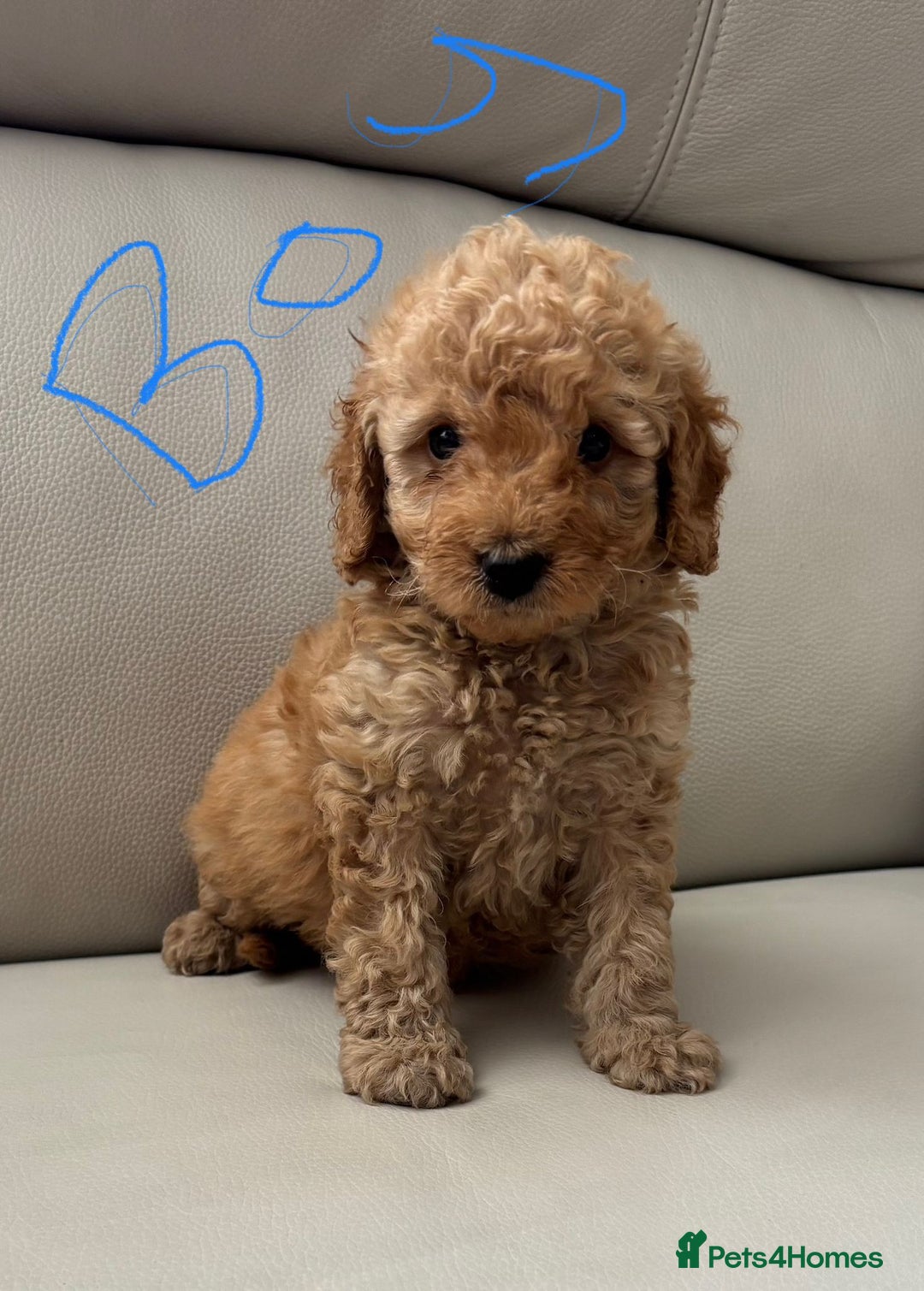 Toy Poodle dogs for sale: Toy poodles puppies - Image 6