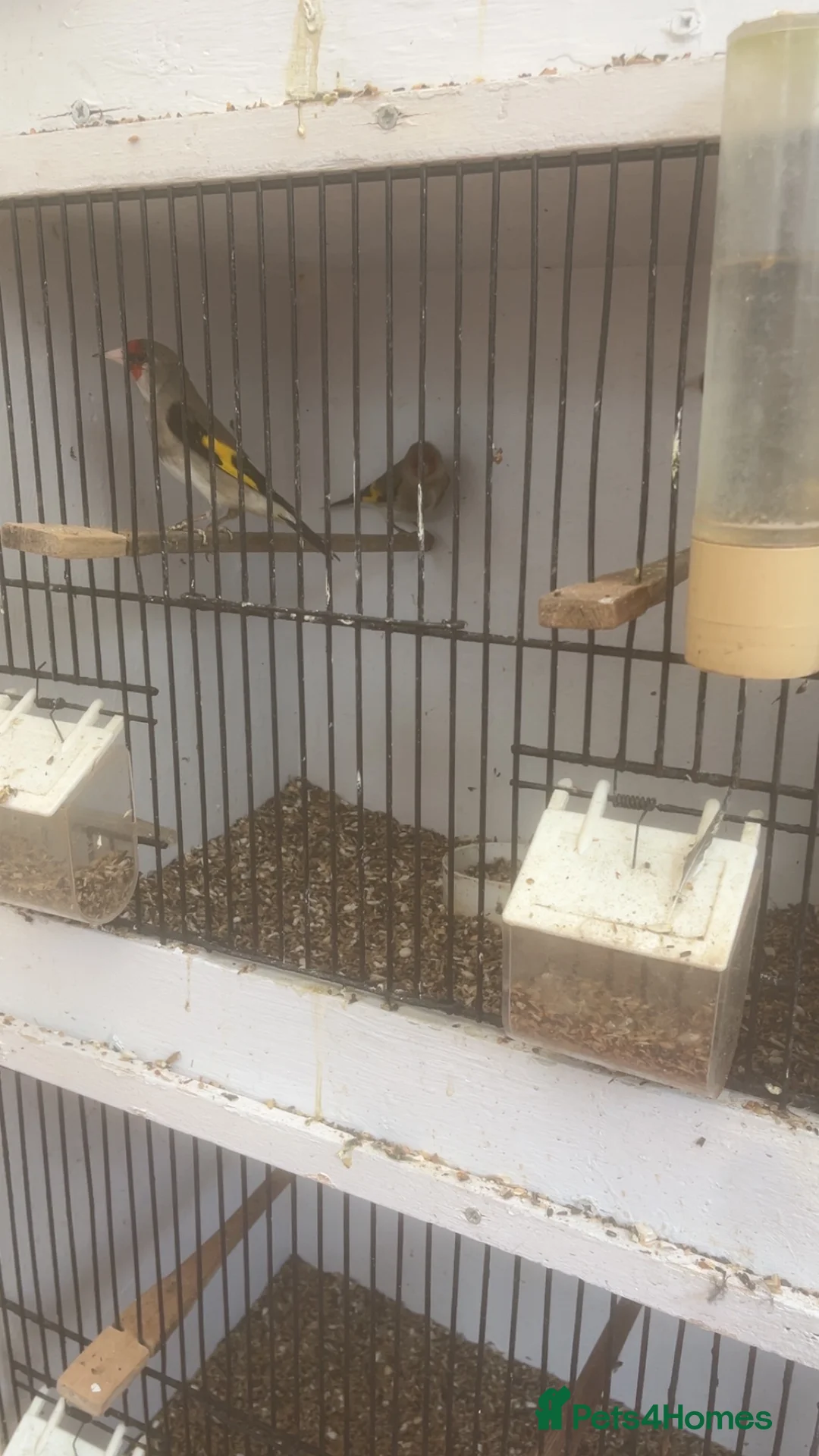 Finches birds for sale: Himalayan grey goldfinches  - Advert 3