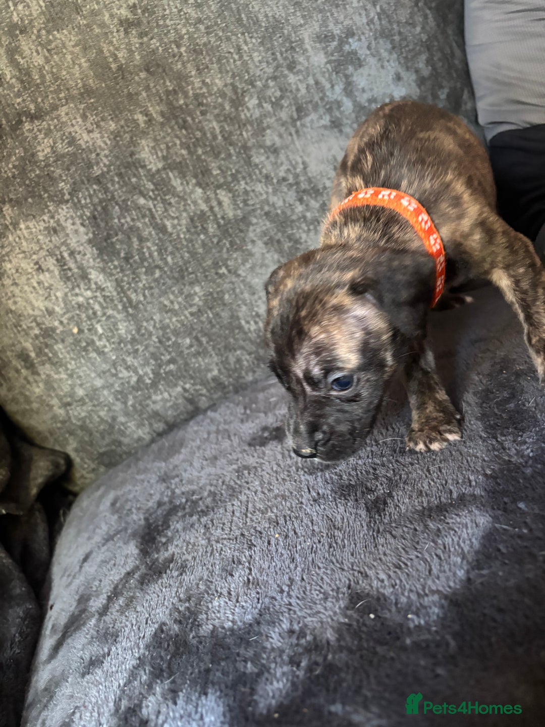 Mixed Breed dogs for sale: Cane corso x pressa pups ready to leave  - Advert 10