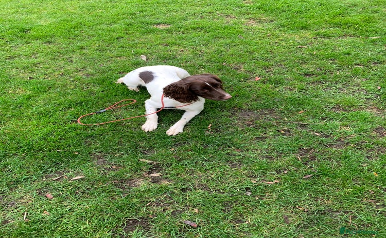 English Springer Spaniel dogs - Advert 1