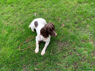 English Springer Spaniel dogs - Advert 10