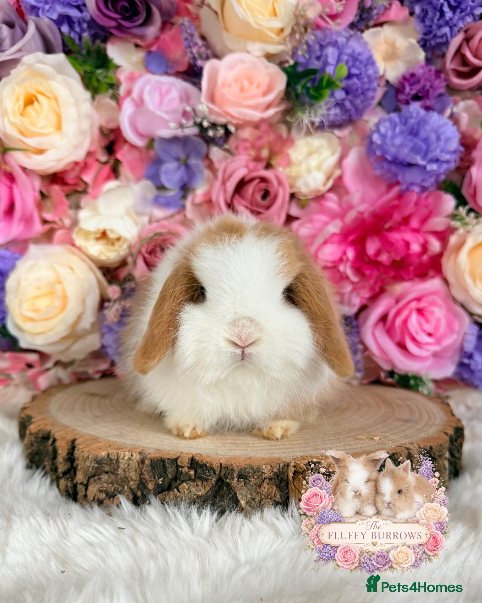 Mini Lop rabbits 🌸 VACCINATED MINI LOPS 🌸 xxx - Advert 7