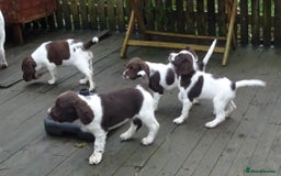 English Springer Spaniel dogs for sale: Gorgeous English Springer Spaniel Puppies  - Advert 20