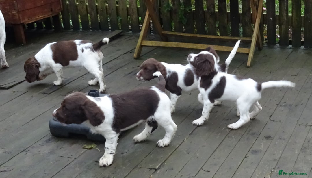 English Springer Spaniel dogs for sale: Gorgeous English Springer Spaniel Puppies  - Advert 20