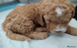 Cockapoo dogs for sale: F3 cockapoo  - Image 20