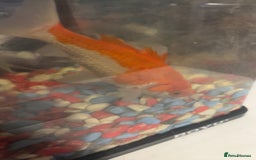 Fancy Goldfish fish for sale: Free to a good home  - Image 1
