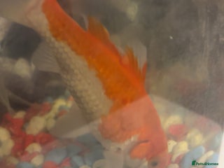 Fancy Goldfish fish - Advert 1