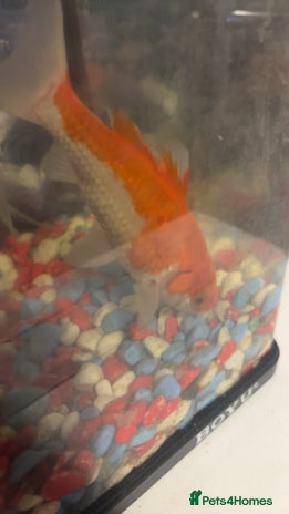 Fancy Goldfish fish - Advert 1